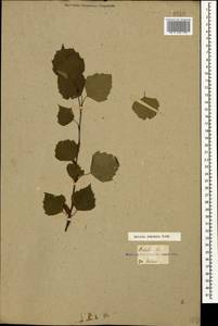 Betula pendula Roth, Caucasus, Georgia (K4) (Georgia)