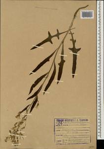 Lactuca tatarica (L.) C. A. Mey., Eastern Europe, Lower Volga region (E9) (Russia)