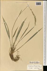 Leymus chinensis (Trin.) Tzvelev, Mongolia (MONG) (Mongolia)