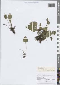 Viola hirta L., Eastern Europe, Volga-Kama region (E7) (Russia)