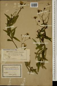 Hieracium umbellatum L., Caucasus, Georgia (K4) (Georgia)