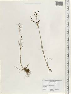 Juncus articulatus L., Eastern Europe, Central forest region (E5) (Russia)