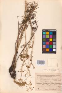Silaum silaus (L.) Schinz & Thell., Eastern Europe, Eastern region (E10) (Russia)