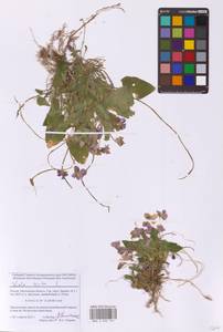 Viola hirta L., Eastern Europe, Moscow region (E4a) (Russia)