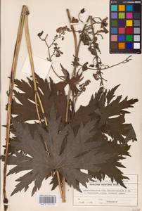 Aconitum septentrionale Koelle, Eastern Europe, Northern region (E1) (Russia)