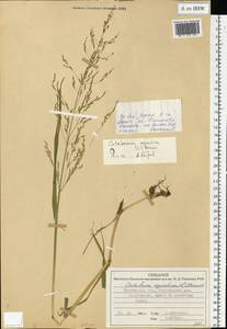 Catabrosa aquatica (L.) P.Beauv., Eastern Europe, Central forest region (E5) (Russia)