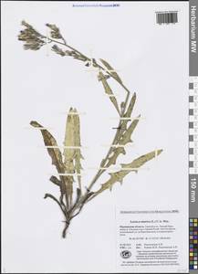 Lactuca tatarica (L.) C. A. Mey., Eastern Europe, Northern region (E1) (Russia)