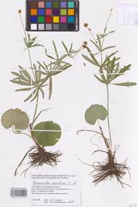 Ranunculus cassubicus L., Eastern Europe, South Ukrainian region (E12) (Ukraine)