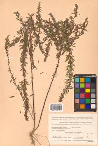 Lespedeza juncea (L.f.) Pers., Siberia, Russian Far East (S6) (Russia)