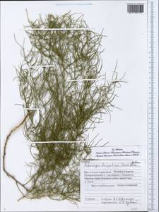 Asparagus dauricus Fisch. ex Link, Siberia, Baikal & Transbaikal region (S4) (Russia)