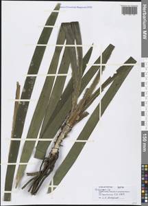 Ophiopogon, South Asia, South Asia (Asia outside ex-Soviet states and Mongolia) (ASIA) (Vietnam)