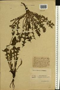 Taraxacum officinale Weber ex F. H. Wigg., Eastern Europe, Rostov Oblast (E12a) (Russia)