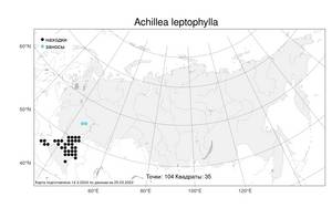 Achillea leptophylla M. Bieb., Atlas of the Russian Flora (FLORUS) (Russia)