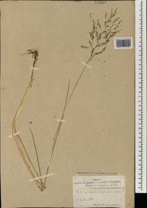 Glyceria lithuanica (Gorski) Gorski, Mongolia (MONG) (Mongolia)