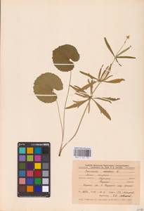 Ranunculus cassubicus L., Eastern Europe, Central forest-and-steppe region (E6) (Russia)