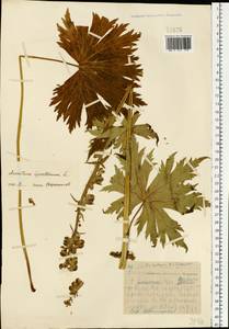 Aconitum septentrionale Koelle, Eastern Europe, Northern region (E1) (Russia)