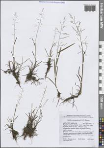 Catabrosa aquatica (L.) P.Beauv., Western Europe (EUR) (Spain)