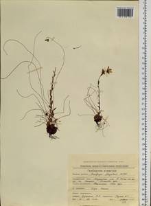 Saxifraga flagellaris, Siberia, Chukotka & Kamchatka (S7) (Russia)