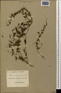 Convolvulus arvensis L., Caucasus, Azerbaijan (K6) (Azerbaijan)