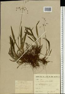 Luzula pilosa (L.) Willd., Eastern Europe, North-Western region (E2) (Russia)