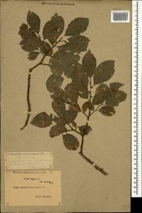 Salix caprea L., Caucasus, Dagestan (K2) (Russia)