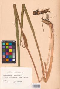 Acorus calamus L., Eastern Europe, Central forest-and-steppe region (E6) (Russia)