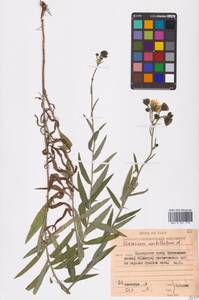 Hieracium umbellatum L., Siberia, Russian Far East (S6) (Russia)