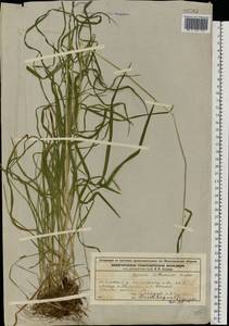 Glyceria lithuanica (Gorski) Gorski, Eastern Europe, Volga-Kama region (E7) (Russia)