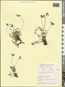Oxytropis albana Steven, Caucasus, Dagestan (K2) (Russia)