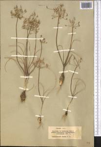 Allium borszczowii Regel, Middle Asia, Muyunkumy, Balkhash & Betpak-Dala (M9) (Kazakhstan)