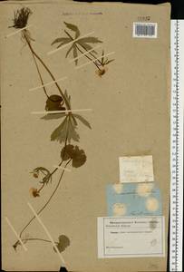 Ranunculus cassubicus L., Eastern Europe, North-Western region (E2) (Russia)
