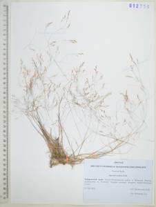 Agrostis clavata Trin., Siberia, Russian Far East (S6) (Russia)