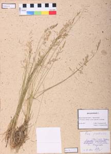 Poa pratensis L., Siberia, Central Siberia (S3) (Russia)