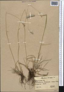 Alopecurus arundinaceus Poir., Middle Asia, Karakum (M6) (Turkmenistan)