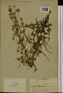 Lactuca tatarica (L.) C. A. Mey., Siberia, Baikal & Transbaikal region (S4) (Russia)