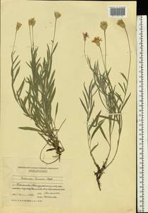 Psephellus trinervius (Willd.) Wagenitz, Eastern Europe, Moldova (E13a) (Moldova)