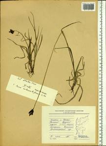 Carex melananthiformis Litv., Siberia, Baikal & Transbaikal region (S4) (Russia)