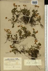 Viola hirta L., Eastern Europe, South Ukrainian region (E12) (Ukraine)