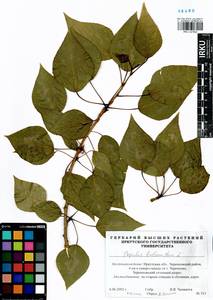 Populus balsamifera, Siberia, Baikal & Transbaikal region (S4) (Russia)