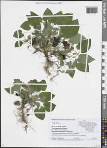 Viola hirta L., Eastern Europe, Central region (E4) (Russia)