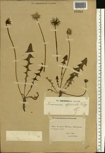 Taraxacum officinale Weber ex F. H. Wigg., Eastern Europe, Rostov Oblast (E12a) (Russia)