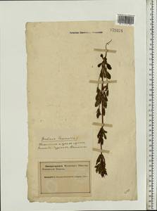 Gentianella amarella var. lingulata (C. Agardh) T. Karlsson, Eastern Europe, Northern region (E1) (Russia)