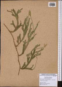 Lycopodium clavatum L., Eastern Europe, Central region (E4) (Russia)