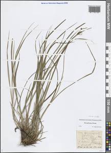 Carex nigra subsp. juncea (Fr.) Soó, Eastern Europe, Northern region (E1) (Russia)