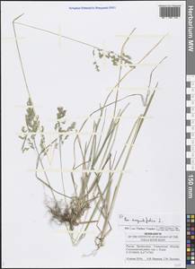Poa angustifolia L., Eastern Europe, Middle Volga region (E8) (Russia)