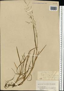 Catabrosa aquatica (L.) P.Beauv., Eastern Europe, Central forest region (E5) (Russia)