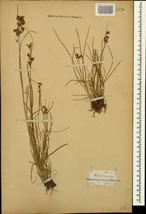 Juncus compressus Jacq., Caucasus, Georgia (K4) (Georgia)