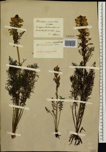 Pedicularis rubens Stephan ex Willd., Siberia, Altai & Sayany Mountains (S2) (Russia)