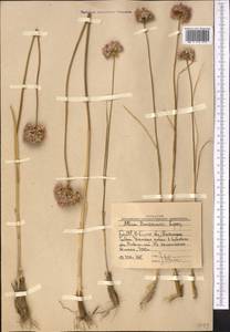 Allium barsczewskii Lipsky, Middle Asia, Western Tian Shan & Karatau (M3) (Uzbekistan)