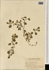 Alternanthera pungens Kunth, South Asia, South Asia (Asia outside ex-Soviet states and Mongolia) (ASIA) (India)